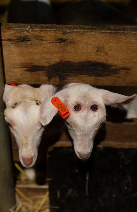 Female baby goats