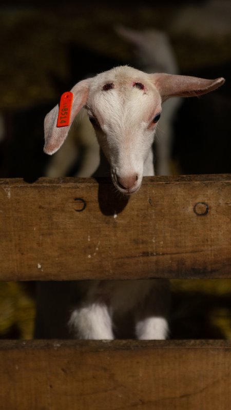 Doe kid with burnt head