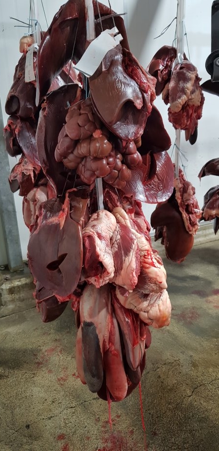 Organs hanging in chiller room