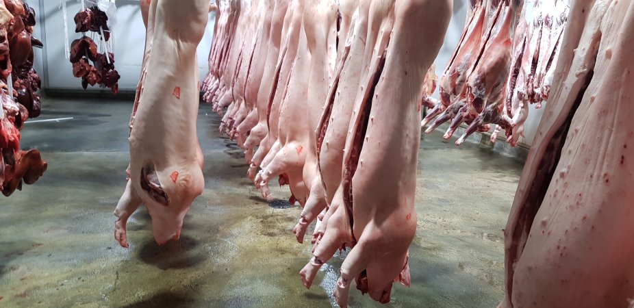 Pig carcasses hanging in chiller room
