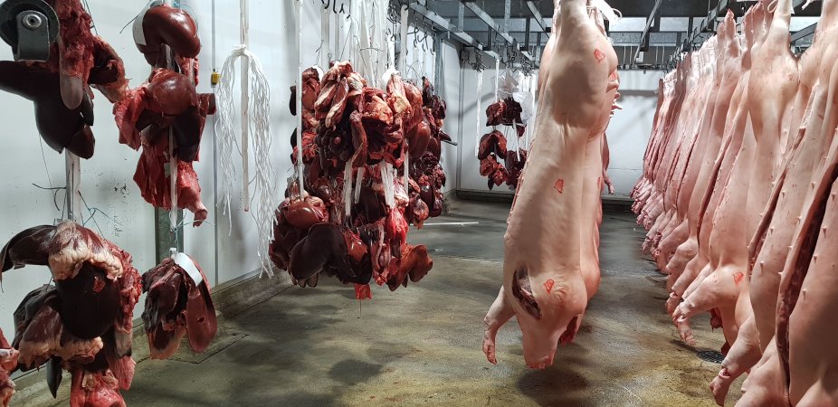 Pig carcasses and organs hanging in chiller room