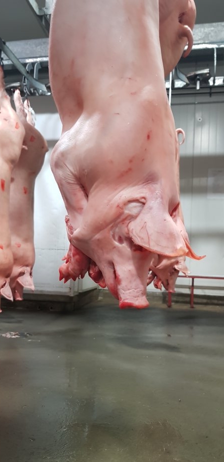 Pig carcasses hanging in chiller room