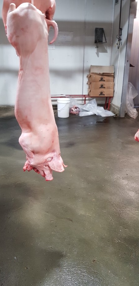 Pig carcass hanging in chiller room