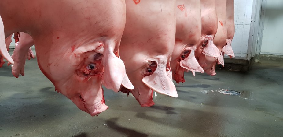 Pig carcasses hanging in chiller room