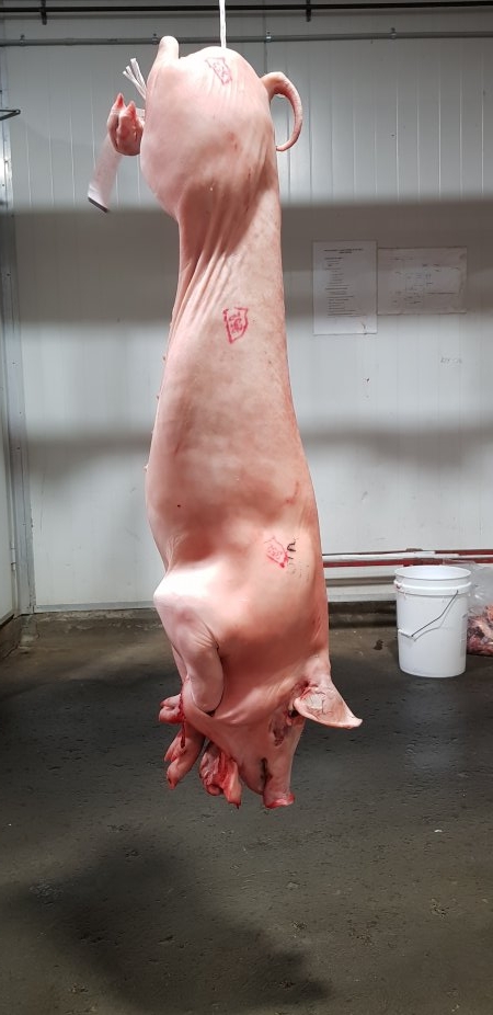Pig carcass hanging in chiller room