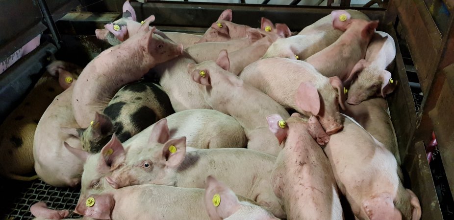 Pigs in holding pens