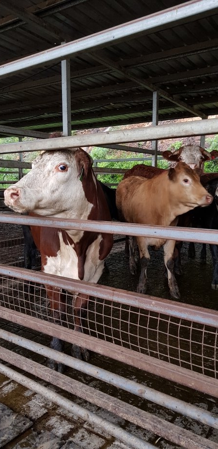 Cows in holding pens