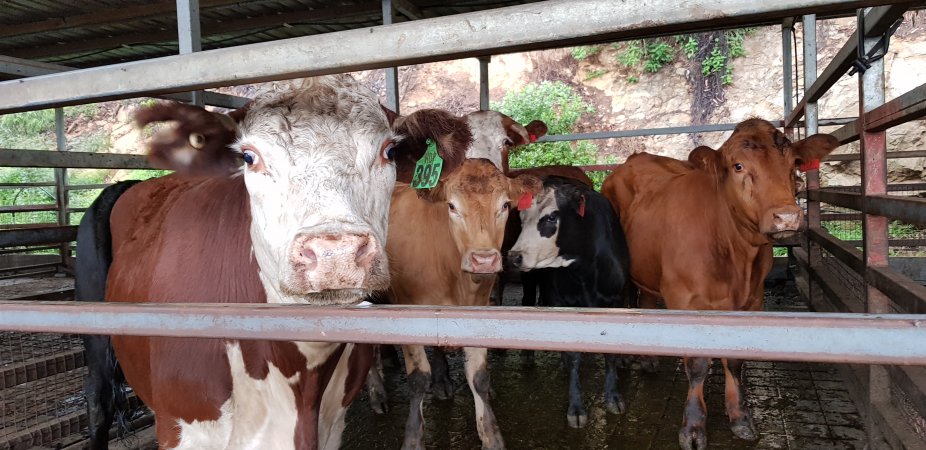 Cows in holding pens