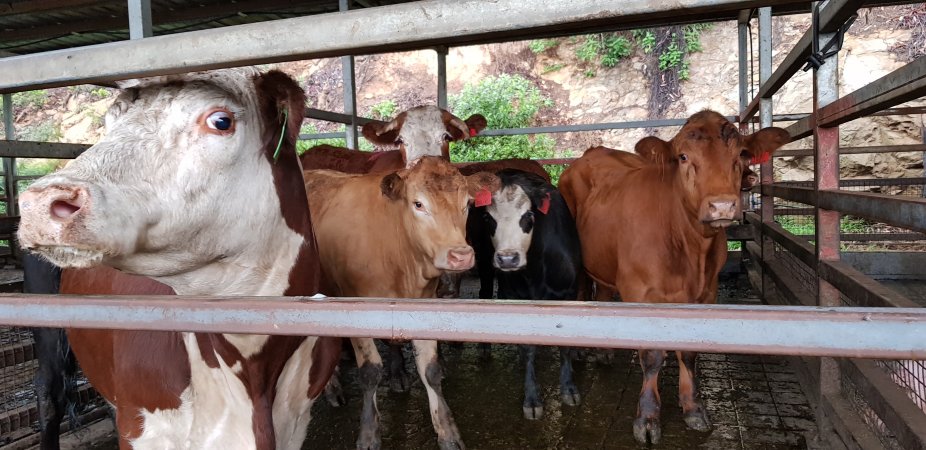 Cows in holding pens