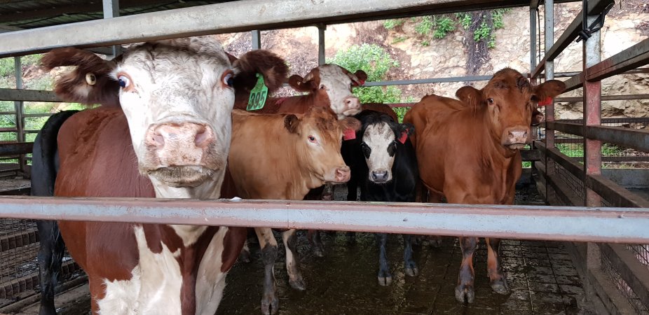 Cows in holding pens