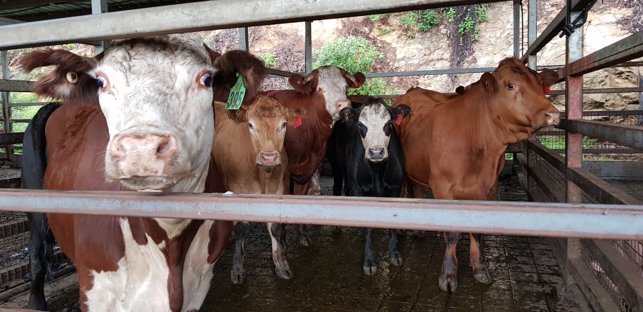 Cows in holding pens