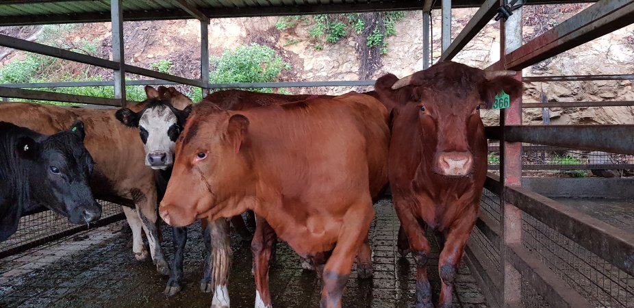 Cows in holding pens