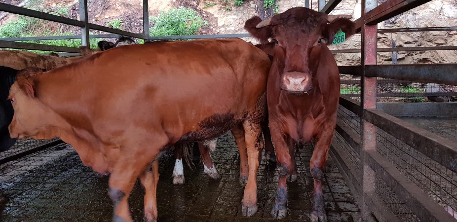 Cows in holding pens