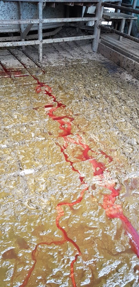 Bloody floor