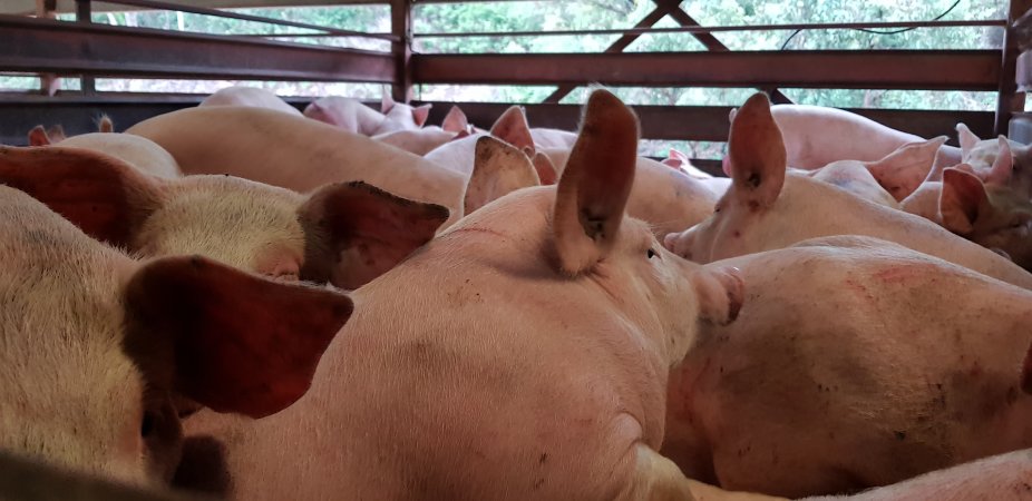 Pigs in holding pen