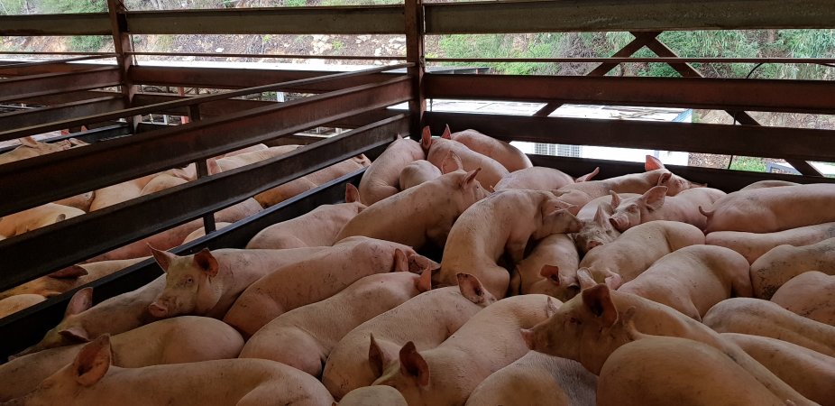 Pigs in holding pen