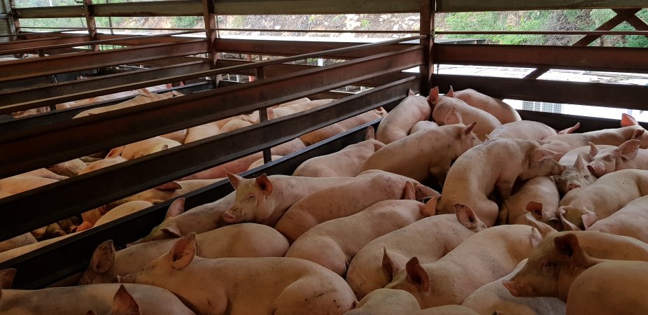 Pigs in holding pen