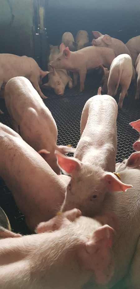 Pigs in holding pens