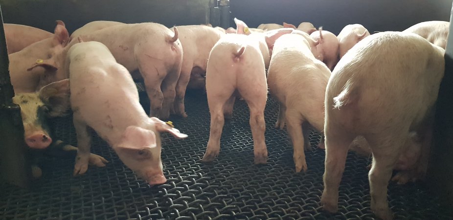 Piglets in race or holding pen