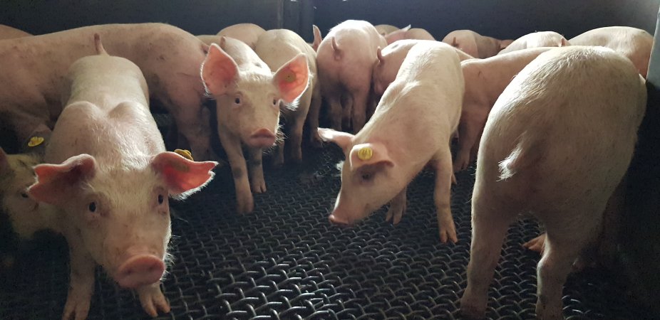 Piglets in race or holding pen