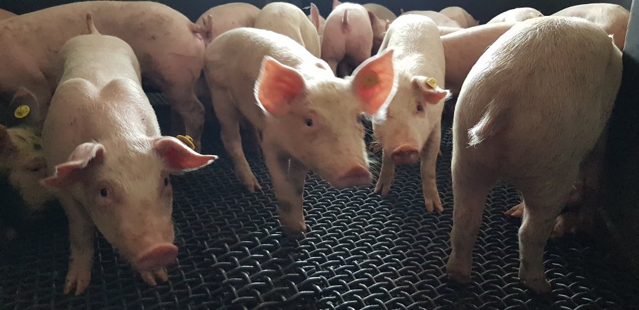 Piglets in race or holding pen