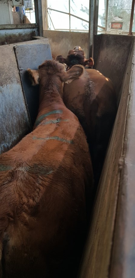 Cows in race