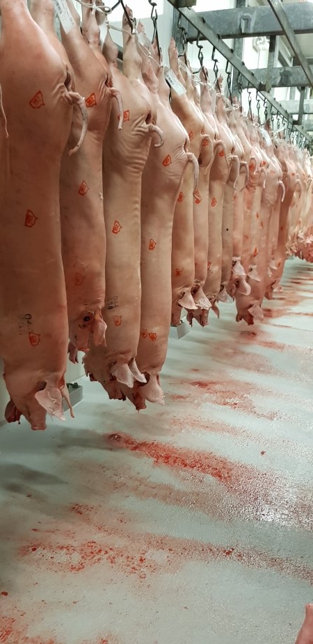 Pig carcasses in chiller room