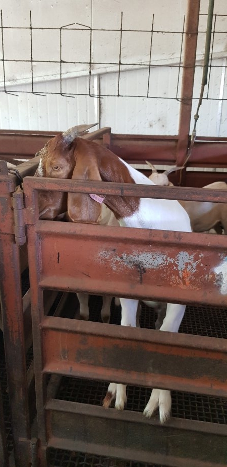 Goats in holding pen