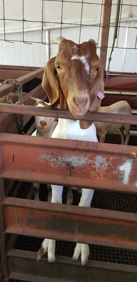 Goats in holding pen