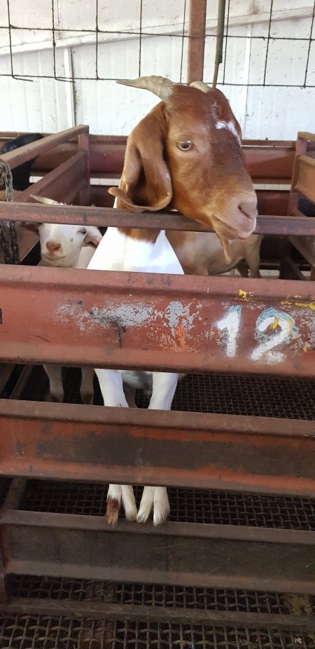 Goats in holding pen