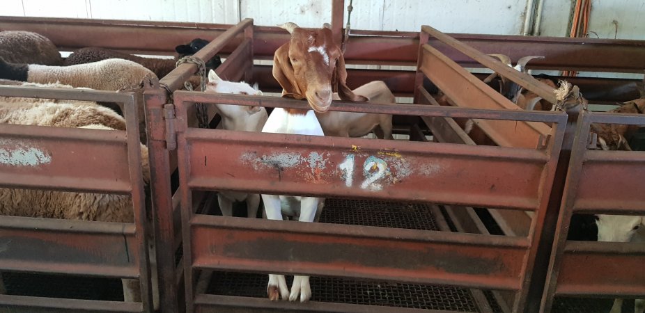 Goats in holding pen