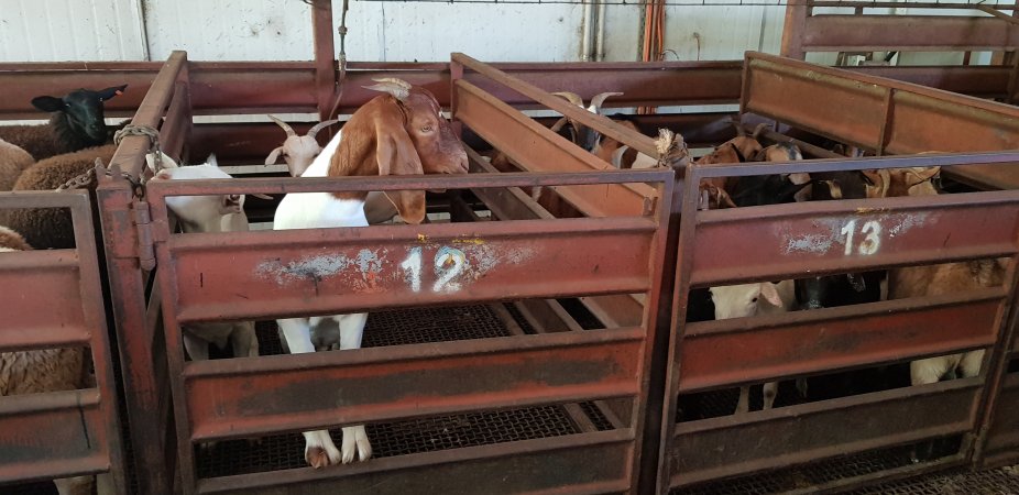 Goats in holding pen