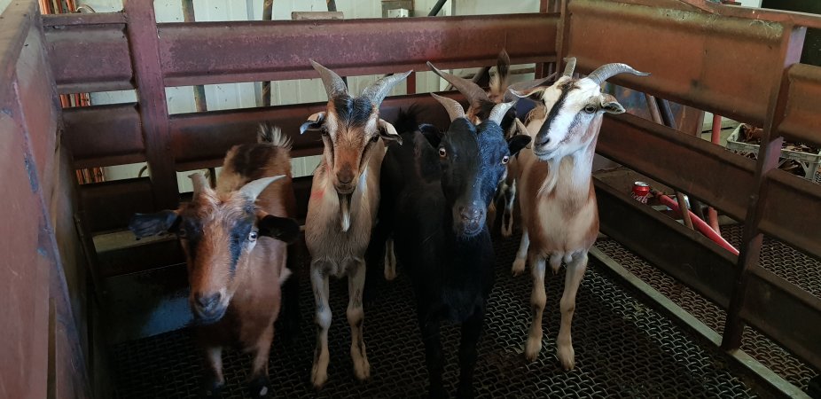 Goats in holding pen