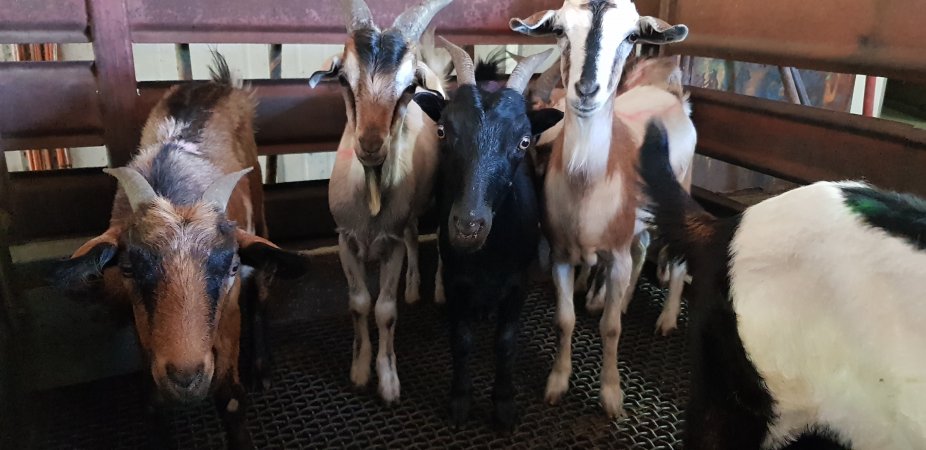 Goats in holding pen