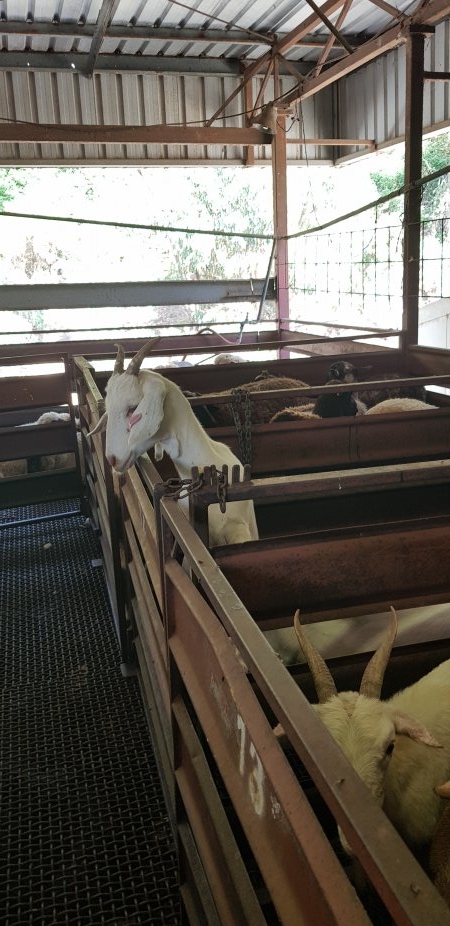 Goats in holding pen