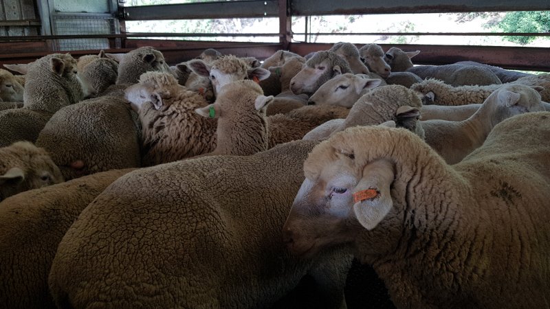 Sheep in holding pen