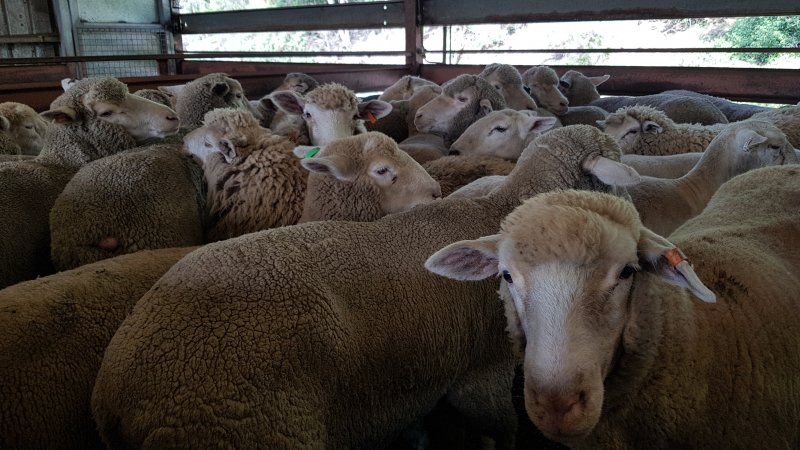 Sheep in holding pen