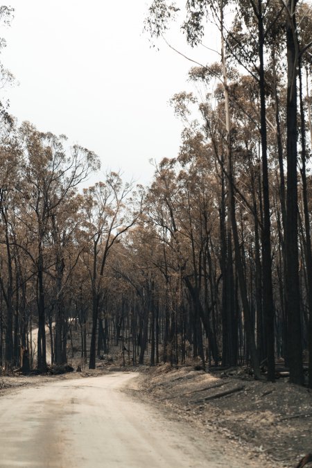 Aftermath of Victorian Bushfires 2019-20