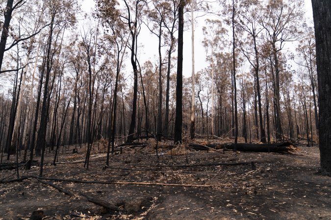 Aftermath of Victorian Bushfires 2019-20