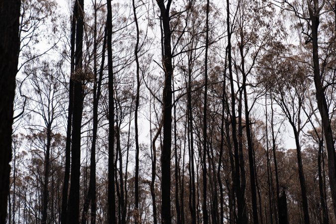 Aftermath of Victorian Bushfires 2019-20