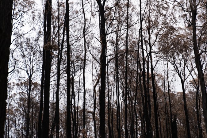 Aftermath of Victorian Bushfires 2019-20