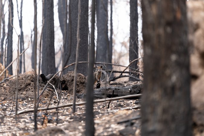 Aftermath of Victorian Bushfires 2019-20