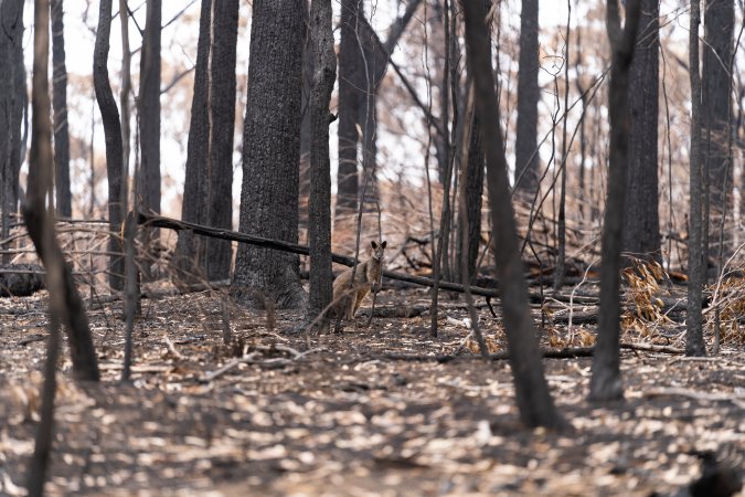 Aftermath of Victorian Bushfires 2019-20