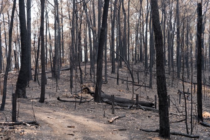 Aftermath of Victorian Bushfires 2019-20