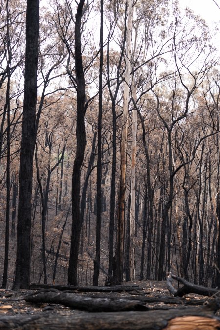 Aftermath of Victorian Bushfires 2019-20