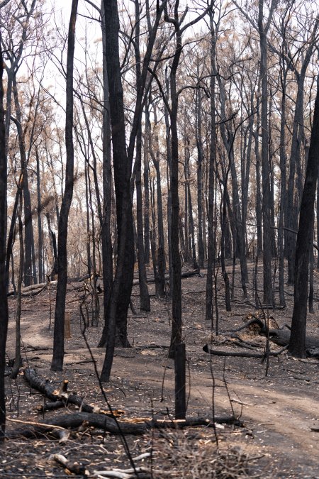 Aftermath of Victorian Bushfires 2019-20