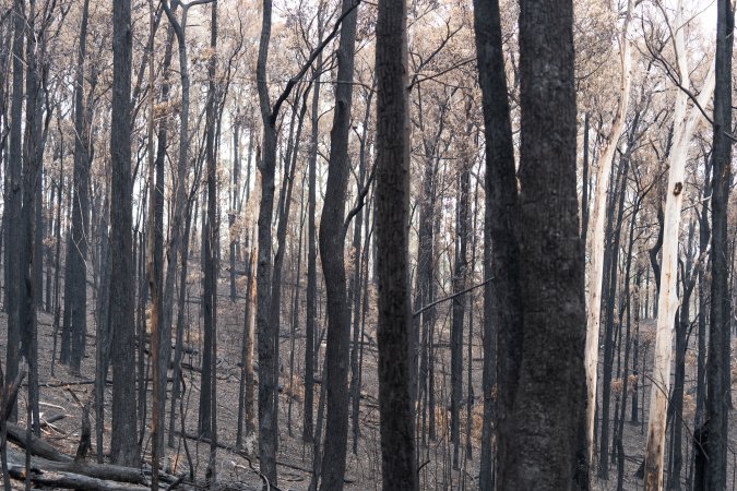 Aftermath of Victorian Bushfires 2019-20