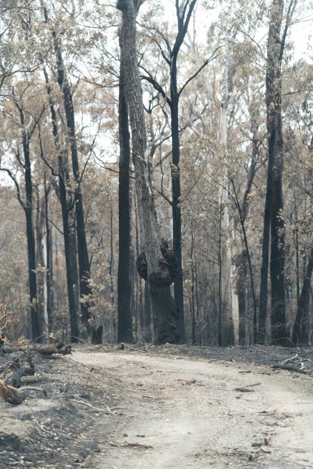 Aftermath of Victorian Bushfires 2019-20