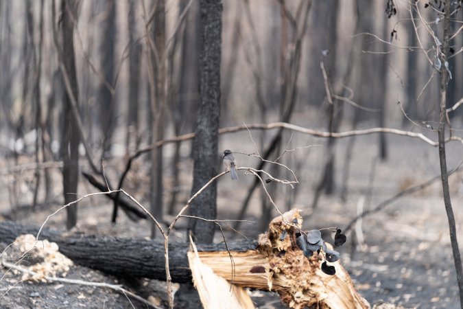 Aftermath of Victorian Bushfires 2019-20