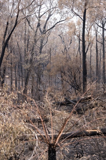 Aftermath of Victorian Bushfires 2019-20